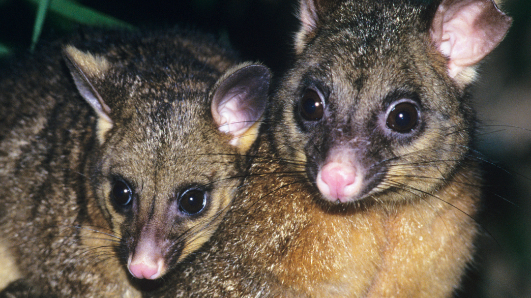 ポッサムメリノグローブで冬の寒さを乗り切る!