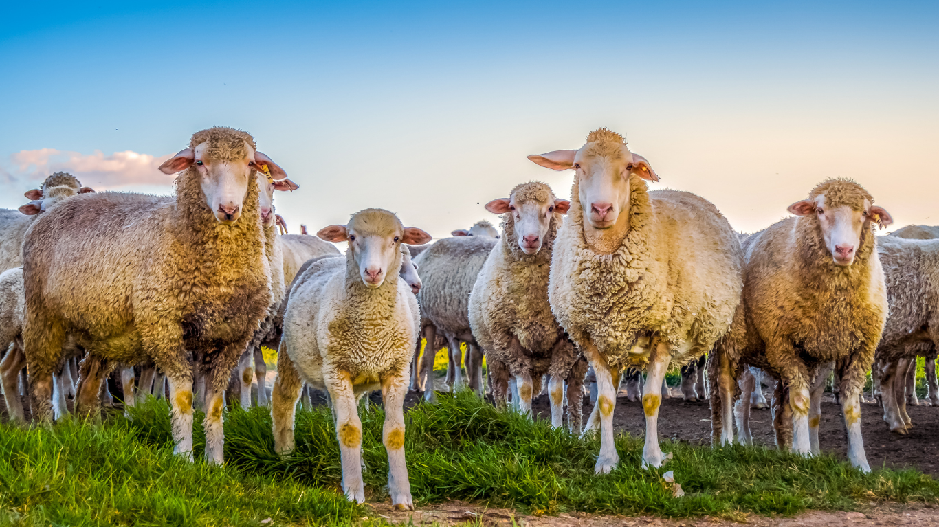 冬の必需品!メリノウールを使った素材の魅力とおすすめアイテム