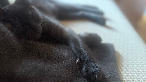 ポッサムメリノの毛布は、猫もお気に入り🐾