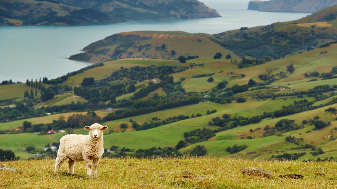 ニュージーランドのメリノウール　高品質な羊毛の魅力