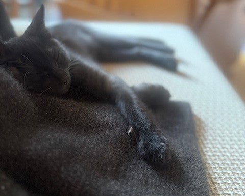 ポッサムメリノの毛布は、猫もお気に入り🐾