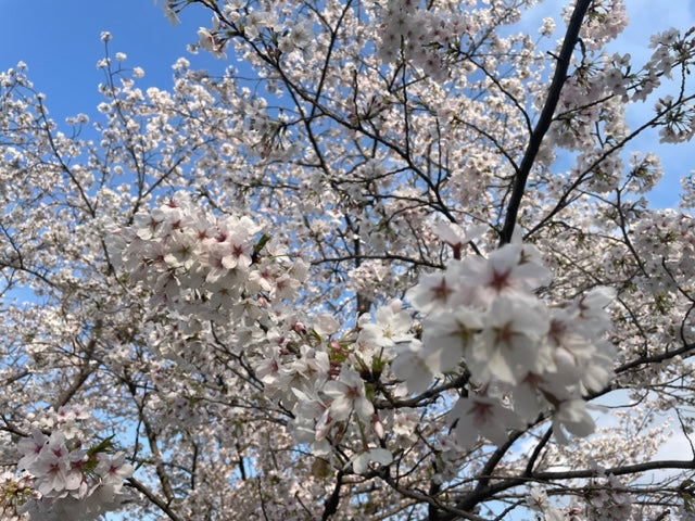 お花見の防寒対策2025｜知る人ぞ知るポッサムメリノの実力と選び方